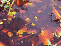 -汝萍传统蘸水菜(春华路总店)