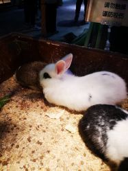 -酷嗒动物文化乐园(cutezoo西溪乐天城店)