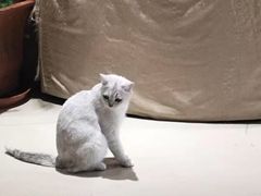 -藏猫猫咖啡主题馆(中央大道店)