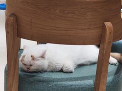 -藏猫猫咖啡主题馆(中央大道店)