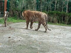 -上海野生动物园老虎餐厅