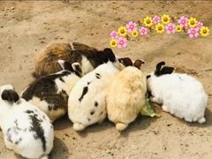 -前小桔亲子创意农场·草莓采摘·露营烧烤