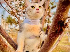 -平行世界·猫咖(首经贸店)