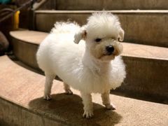 -more than meow吴止猫主题餐厅(承德 中船汇店)