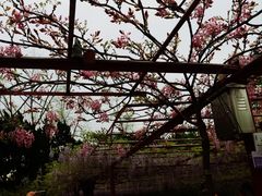 -嘉定紫藤园