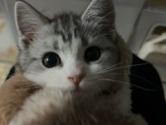 -欣宠猫屋·矮脚拿破仑·蓝金金渐层