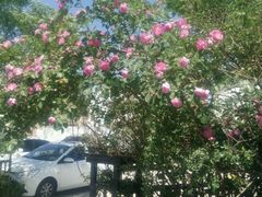 -山东八大碗山东老字号