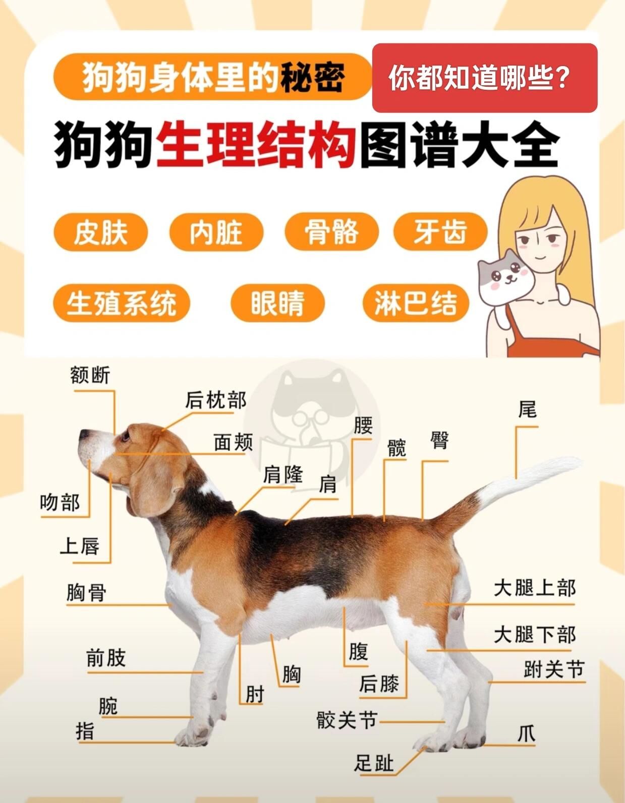 狗狗生理图谱大揭秘❗你知道几个😜