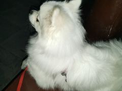 -瑞鹏宠物医院·骨科·猫科·内科(第一中心)