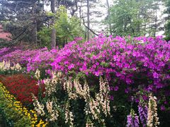 -庐山风景区花径公园