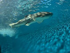 -上海海洋水族馆