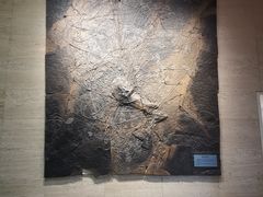 -浙江自然博物院(杭州馆)