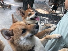-柴犬高等学院·狗咖·柴犬售卖·宠物训练