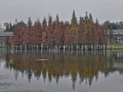 -白鹭湾湿地公园
