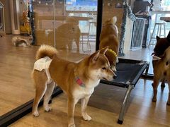 -南京Hallo宠物乐园·哈罗犬舍·柴犬繁育基地