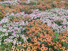 -松山湖梦幻百花洲