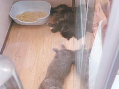 -Pets First伊珊娜洗护·精致美容·家庭式寄养(新会路店)