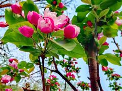 -海棠花溪(元大都城垣遗址公园)
