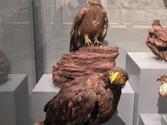 -四川大学博物馆