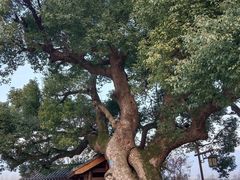 -东梓关景区村庄