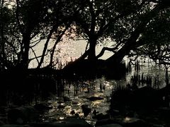 -宝安西湾红树林湿地公园