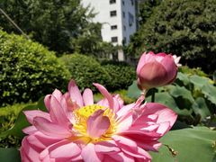 -华中科技大学同济医学院附属同济医院(汉口院区)