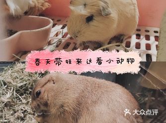 上海魔都超级萌的撸宠店，超多宠物可爱到哭！