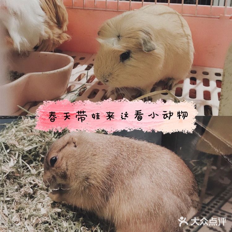 上海魔都超级萌的撸宠店，超多宠物可爱到哭！