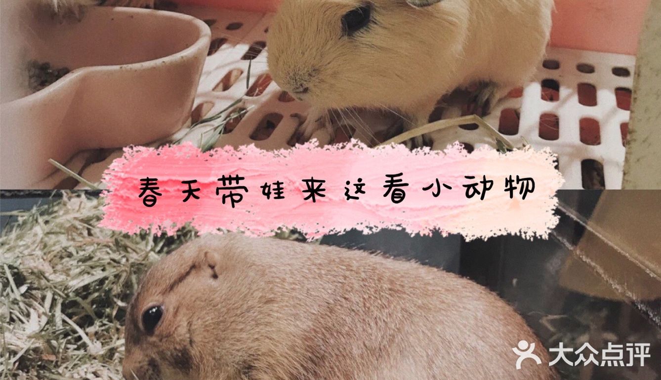 上海魔都超级萌的撸宠店，超多宠物可爱到哭！