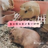 上海魔都超级萌的撸宠店，超多宠物可爱到哭！