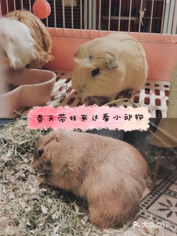 上海魔都超级萌的撸宠店,超多宠物可爱到哭!