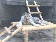 -西安秦岭野生动物园