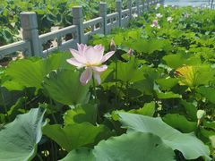 -莲花池公园