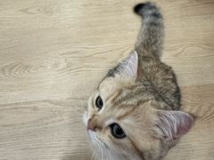 -有喵·猫咖·狗咖·30几只猫10只小狗(岗厦店)