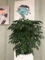 -八佰伴8008星级形象店