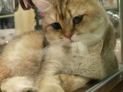 -momokira米努特·德文卷毛猫·棉花面纱犬
