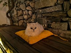 -喵屿·大理花园猫咖