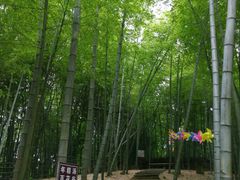 -宁波浙东大竹海景区
