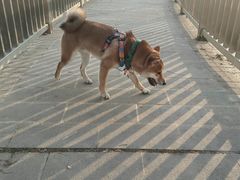 -宠颐生汉谟拉比宠物医院