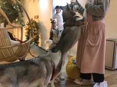 -Husky Go! 哈士奇体验馆·宠物咖啡厅狗咖