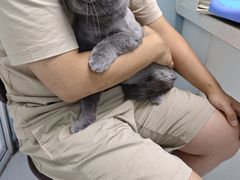 -纳吉亚猫专科动物诊疗中心(蒋宅口分院)