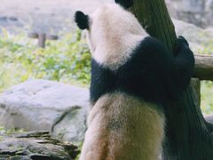 -都江堰中华大熊猫苑