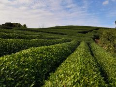 -龙坞茶村