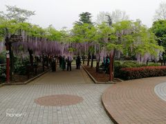-嘉定紫藤园