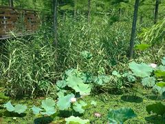 -昆山城市生态森林公园