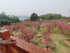 -广州莲花山旅游区