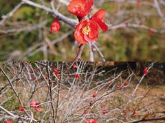 -莫里热带雨林景区