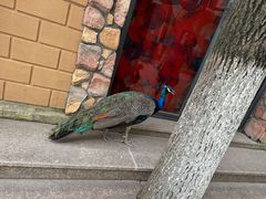 -J Create城市露营咖啡·简餐·宠物(上海动物园店)