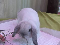 -宠物兔专门店(天丰利市场店)