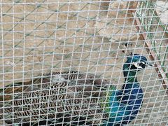 -羊亭河湿地公园